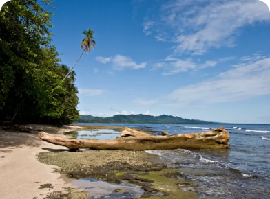 Punta Uva Limon