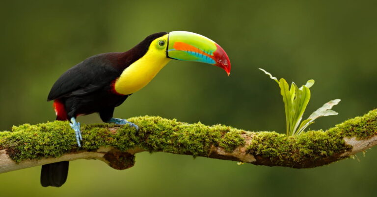Toucan in the wild